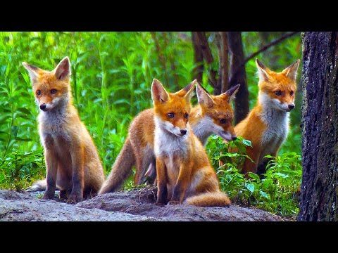 CUTE RED FOX PUPS/ Young red foxes playing / Nature Documentary