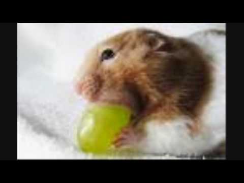 The ultimate hamster care guide for beginners!