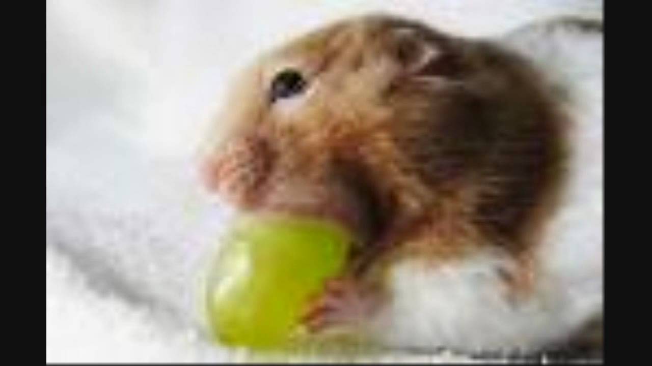 The ultimate hamster care guide for beginners!