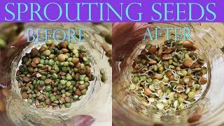 QUICK & EASY Sprouts for Birds