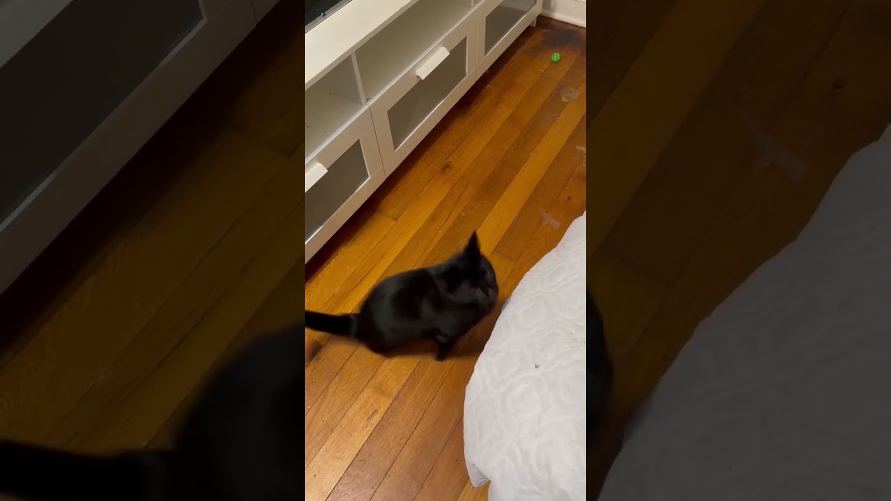 Alex, a Adoptable mixed breed in Glastonbury, CT video 2/6