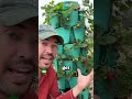 These 2 Tips Juicy Strawberry Harvests
