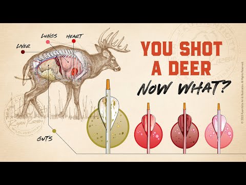 You Shot A Deer! How Long Should You Wait?