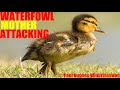 An Avian Animal Known As A Mallard Duck Is Attacking One Of Her Babies