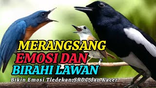 Download lagu TERBUKTI AMPUH, MERANGSANG EMOSI TLEDEKAN GUNUNG, SRDC DAN KACER mp3 Download lagu TERBUKTI AMPUH, MERANGSANG EMOSI TLEDEKAN GUNUNG, SRDC DAN KACER mp3