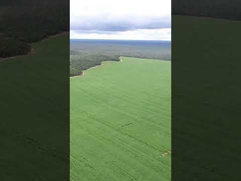 SOJA EM SAPEZAL MATO GROSSO