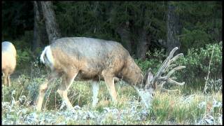 preview picture of video 'Incredible Big Muley Buck'