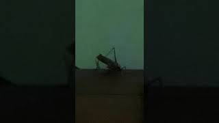 Download lagu Suara Belalang mp3