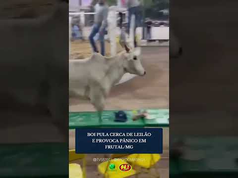 BOI PULA CERCA DE LEILÃO E PROVOCA PÂNICO EM FRUTAL/MG