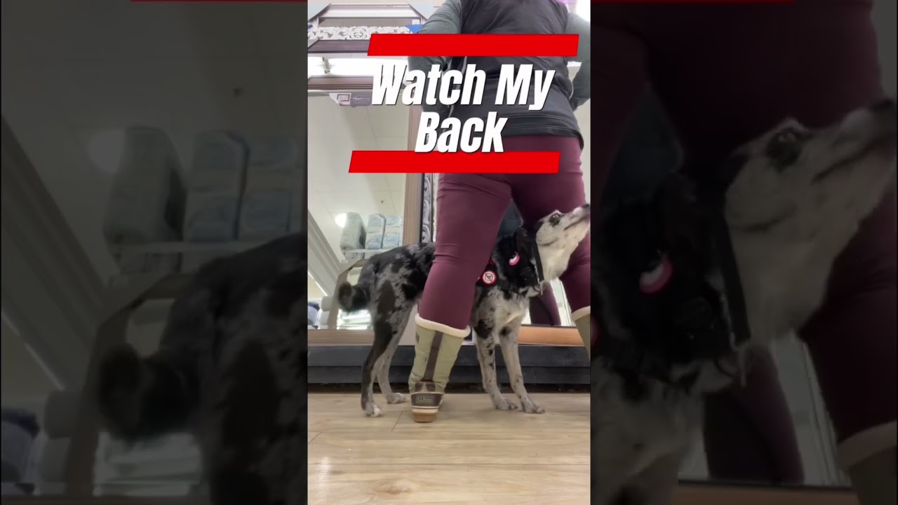 Psychiatric Service Dog Tasks #servicedogtrainer