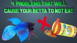 WHAT TO DO IF YOUR BETTA ISN