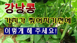 [텃밭농부. 1,073]  강낭콩 가지가 찢어집니다. 이렇게 해 주세요 #강낭콩재배