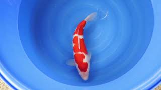 video van Sandan Kohaku 2306019