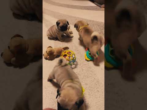Mops Welpe kaufen