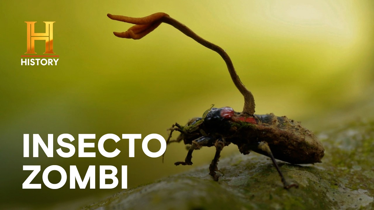 EL HONGO QUE CREA INSECTOS ZOMBIS 🧟🍄- LA EVIDENCIA ESTÁ ENTRE NOSOTROS
