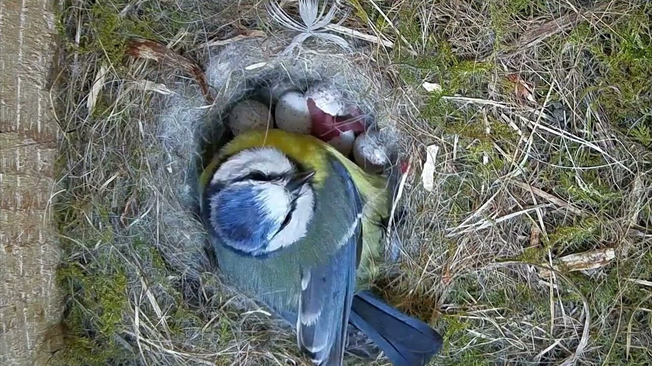 Erste schlüpfende Küken bei Blaumeise und "Lady Gaga" | 04.05.2026