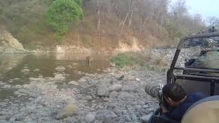 preview picture of video 'CorbettJeepSafari, Ramnagar, Uttarakhand, India.'
