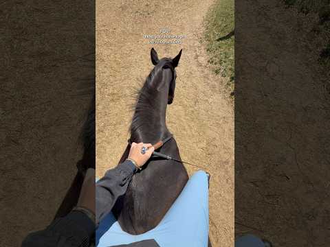 Ahogy Kamilla jelzi, hogy vége a munkának 🤣 #horse #equestrian #lovasok #lovaglás #horsegirl