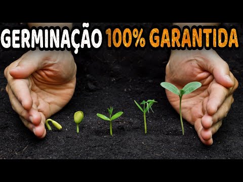 Métodos Infalíveis para Germinar Sementes de Maneira Fácil e Rápida!