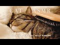 1649C ASMR So Relaxing ASMR With My Cat Pickle Brushing Belly Rubbing Purring