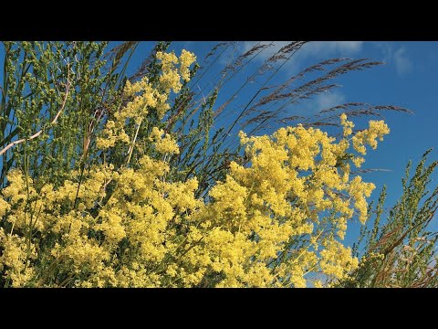 Labkraut, das Käsekraut