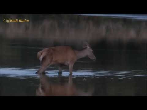 Hirschbrunft in der Lausitz - die Damen betreten die Bühne