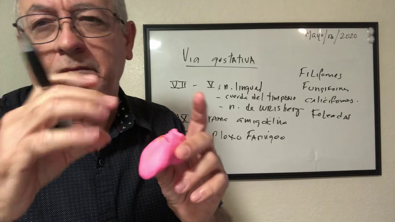 La vía sensitiva del gusto, nervios craneales VII, IX y X