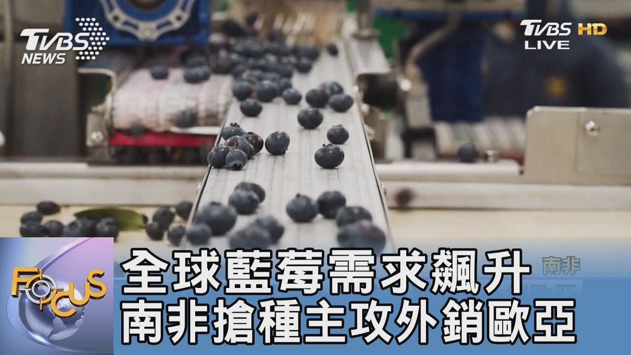 全球藍莓需求飆升 南非搶種主攻外銷歐亞