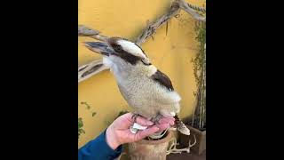 Download lagu 🔉🔊 Sounds On Kookaburras🔉🔊 #shorts #support #beautiful #kookaburra #sounds #naturelovers #birdlovers mp3