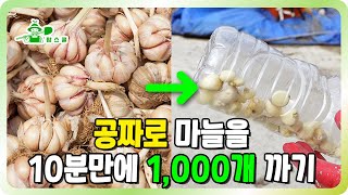 10분만에 마늘을 1,000개 깐다고?ㅣ공짜로 마늘 까기ㅣ 올해 김장 필수품