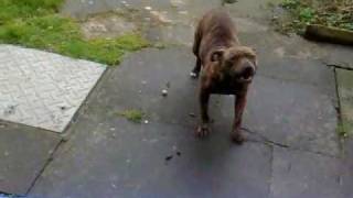 Training Dog to Bark on Command, Dog Training