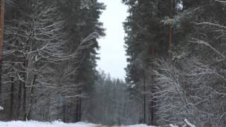 preview picture of video 'Лес. Дмитровск'