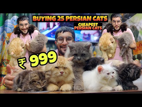 Buying 25 *PERSIAN CATS* -                          First Time In India 🇮🇳