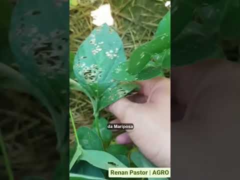 spodoptera eridania, identificação!