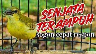 Download lagu Senjata Ampuh Pikat Sogon   Irresistible Female Sound To Attract Wild Males mp3