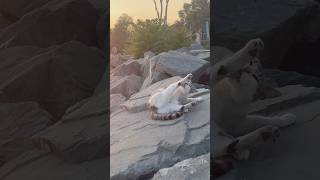 #cat #cats #catvideos 🥰😍istanbul ,florya sahil