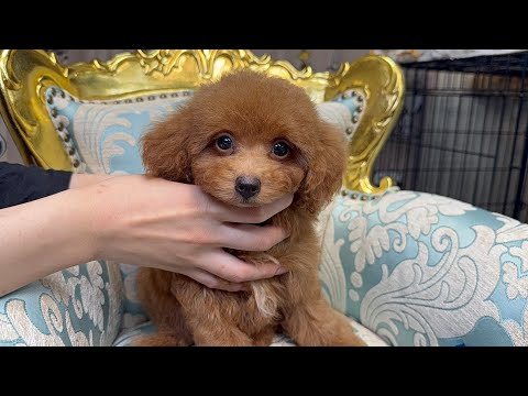 YouTube動画のサムネイル