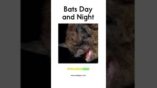 Bats Day and Night