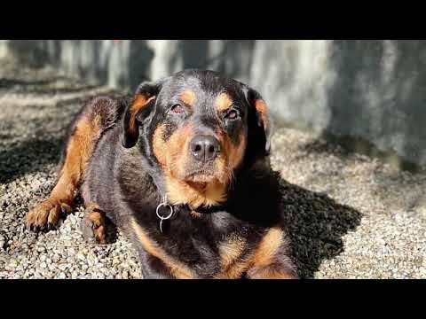 Bertha Louise, an adopted Rottweiler in Pasadena, CA_image-1