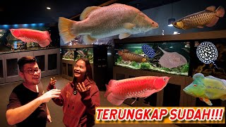 GAK TAKUT!!! BELI IKAN PREDATOR RATUSAN JUTA LAGI!!! SUDAH ADA PAWANGNYA!!!