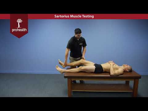 Sartorius Muscle Test Palpation Dr Vizniak Muscle Manual