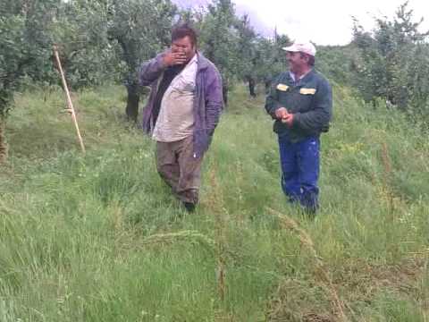 FOAMEA  LIPOVA revine  IN FORTA.......