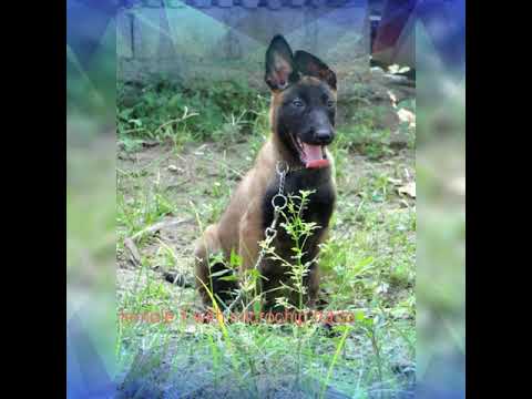 download lagu mp3 mp4 Belgian Puppy 4 Sale Ph 2019 Manila, download lagu Belgian Puppy 4 Sale Ph 2019 Manila gratis, unduh video klip Belgian Puppy 4 Sale Ph 2019 Manila