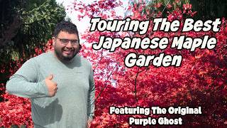 Download lagu Touring The Best Japanese Maple Garden Featuring The Original 'Purple Ghost' mp3