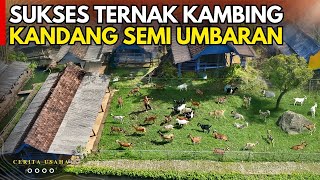 Download lagu MODAL KECIL SUKSES TERNAK KAMBING KANDANG SEMI UMBARAN INI RAHASIANYA | CERITA USAHA LURISAE FARM mp3