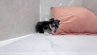 ハーフ犬の動画01