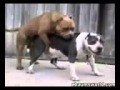 Dog Sex Puke