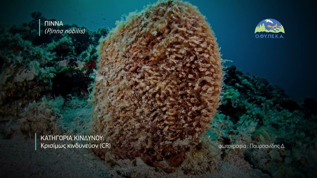 Κόκκινος Κατάλογος: Πίννα