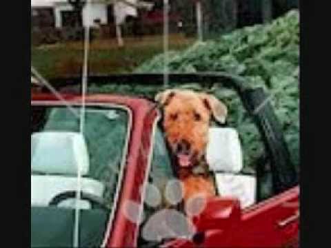 Airedale Terrier