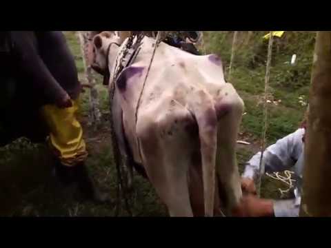 , title : 'Sindrome de vaca caida. Vaca que no puede mantenerse en pie. #Ganaderíaymuchomás #saludanimal'